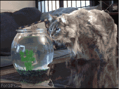 Cat Shocked Goblin Shark Balloon GIF