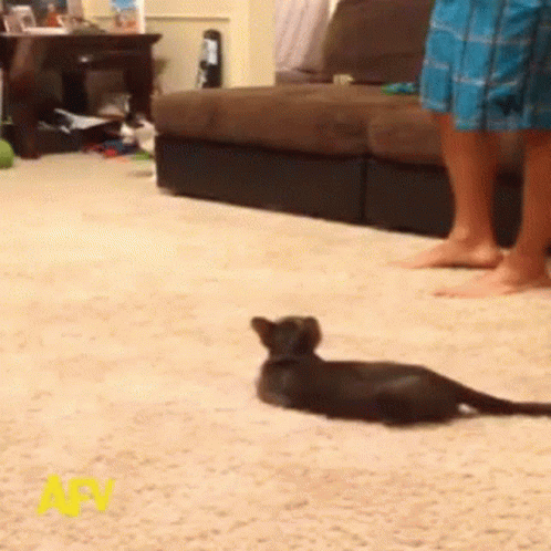 Cat Shocked Over A Scary Spider GIF