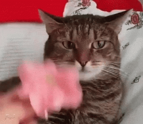 Cat Shocked Reaction Galaxy Brain Meme GIF
