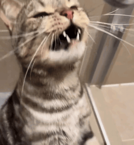 Cat Showing Teeth GIF