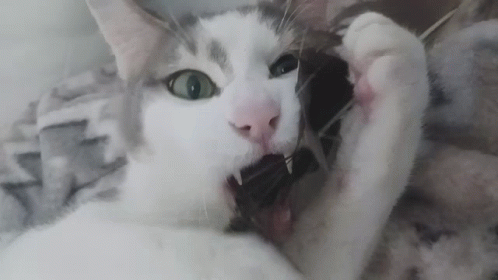 Cat Showing Teeth GIF