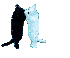 Cat Silly Sticker GIF