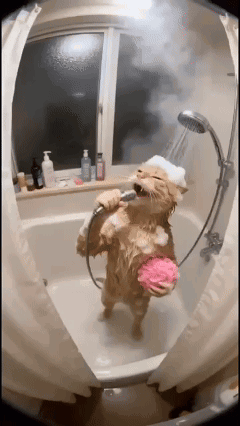 Cat Singing Into Shower Head