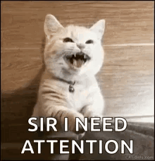 Cat Sir I Need Attention Meow GIF