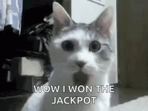 Cat Sitting And Looking At Camera Wow I Won Jackpot GIF