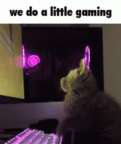 Cat Sitting at Computer Saying We Do Little Gaming