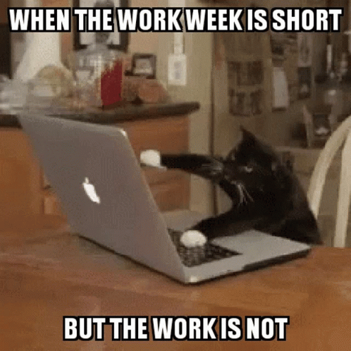 Cat Sitting At Laptop GIF