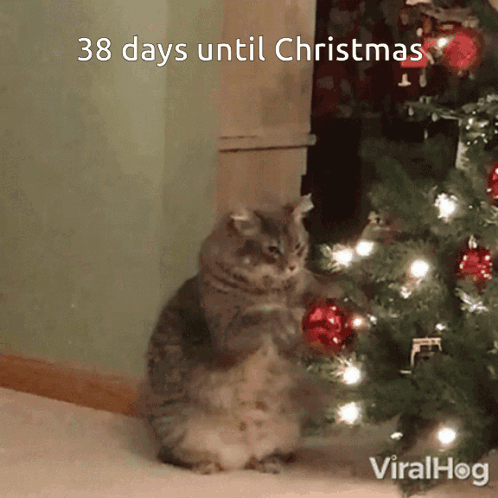 Cat Sitting by Christmas Tree Saying Merry Christmas Bradderz and Looperz