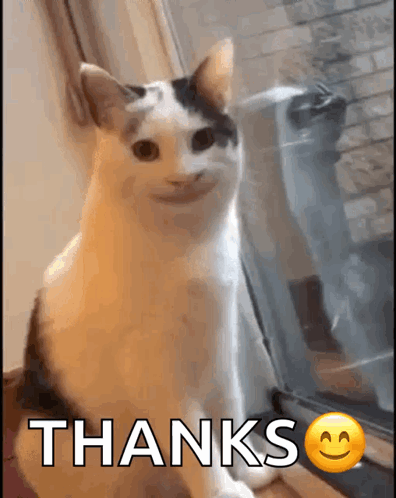 Cat Sitting by Window Saying Thanks
