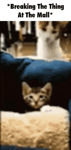 Cat Sitting in Bed Breaking Thing