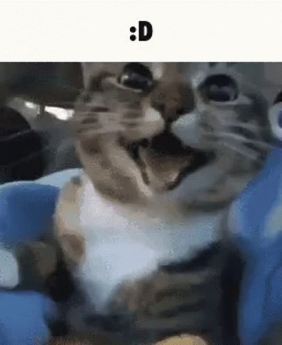 Cat Sitting in Blue Chair Open Mouth