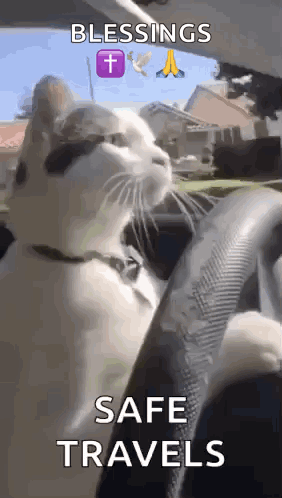 Cat Sitting in Car Driver's Seat