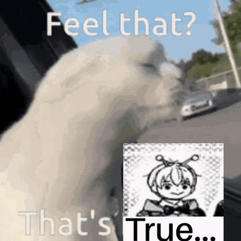 Cat Sitting in Car With Girl Picture and Words