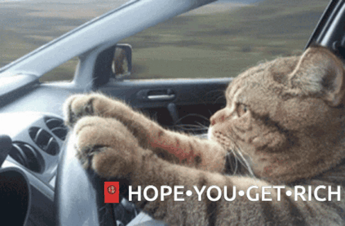 Cat Sitting in Car With Hope You Get Rich