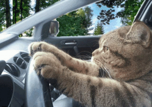 Cat Sitting in Car With Paws on Steering Wheel