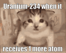 Cat Sitting in Chair with Uranium-234 Caption
