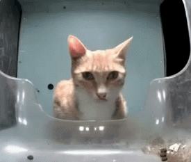 Cat Sitting in Clear Container
