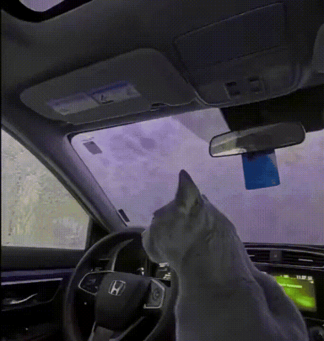 Cat Sitting in Driver Seat of Honda