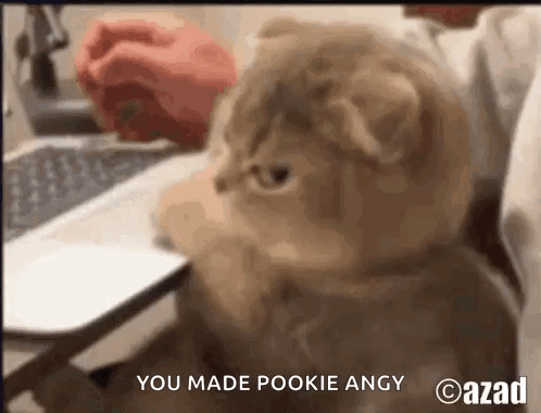 Cat Sitting in Front of Laptop