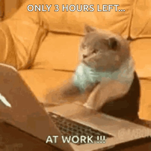 Cat Sitting in Front of Laptop