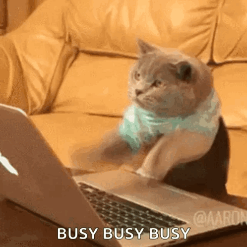 Cat Sitting in Front of Laptop Saying Busy