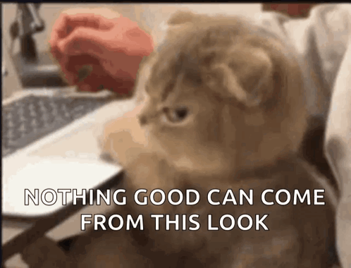 Cat Sitting in Front of Laptop Saying Nothing Good Can Come From This