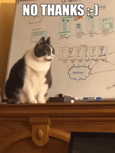 Cat Sitting In Front Of No Thanks Whiteboard GIF