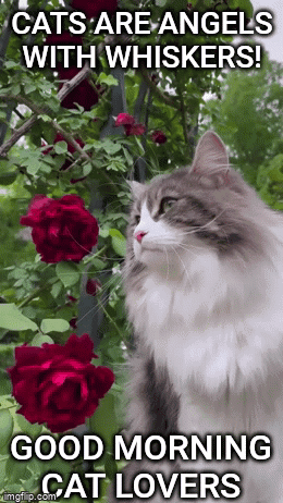 Cat Sitting In Front Of Red Roses With Cats Are Angels With Whiskers GIF