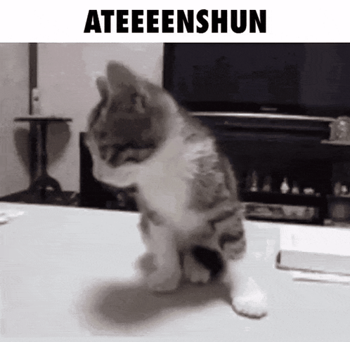 Cat Sitting In Front Of Television Saying Ateeeenshun GIF