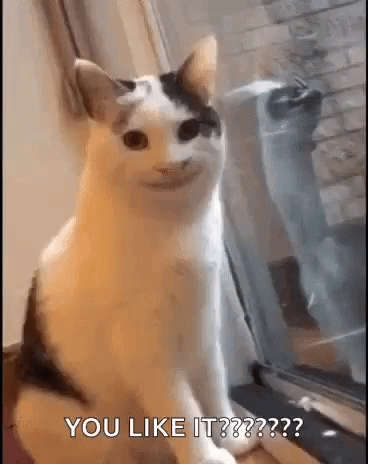 Cat Sitting in Front of Window Funny Face