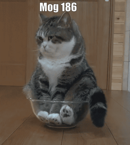 Cat Sitting In Glass Bowl With Number 186 GIF