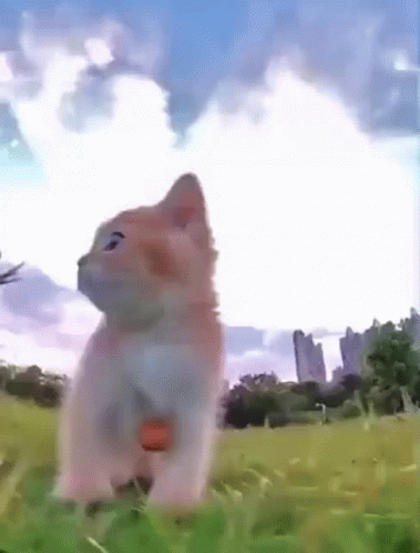 Cat Sitting In Grass Looking Up GIF