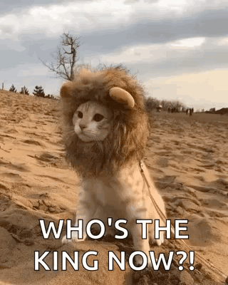 Cat Sitting in Lion Costume