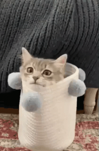 Cat Sitting In White Container With Blue Pom Poms GIF