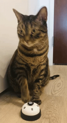 Cat Sitting Next to Bell With Paw Prints