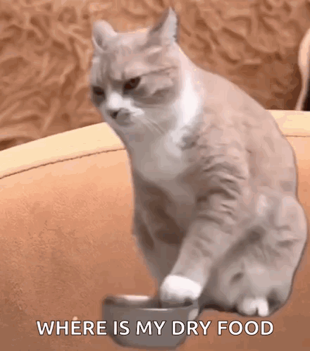 Cat Sitting Next To Bowl Of Dry Food GIF