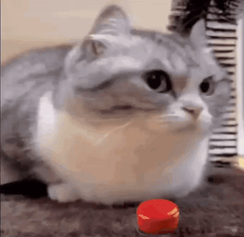 Cat Sitting Next To Red Button GIF