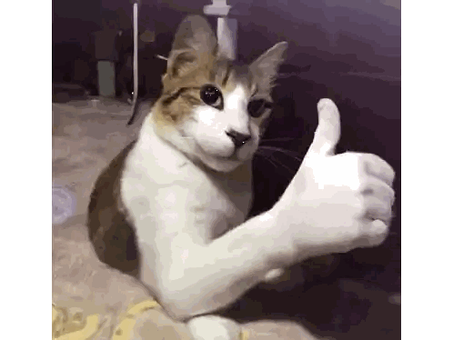 Cat Sitting on Bed Giving Thumbs Up