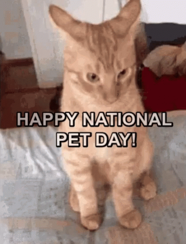 Cat Sitting on Bed Happy National Pet Day