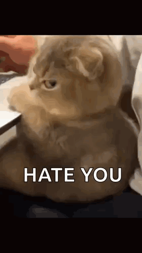 Cat Sitting on Bed Saying Hate You