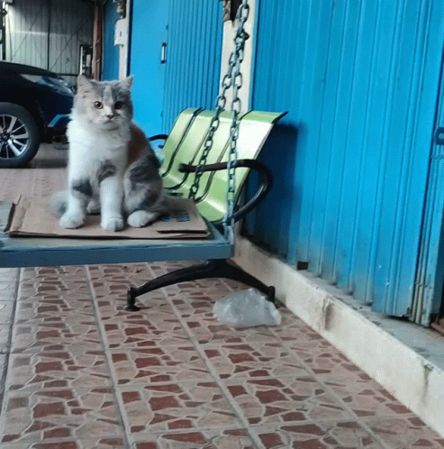 Cat Sitting On Bench With Samsung Box GIF