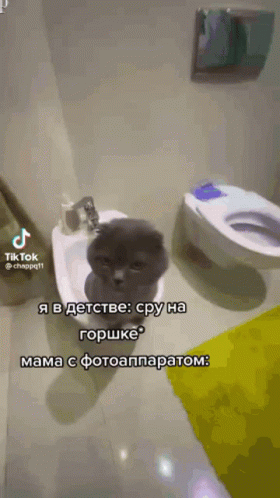 Cat Sitting on Bidet Next to Toilet in Bathroom