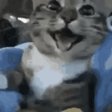 Cat Sitting On Blue Pillow GIF