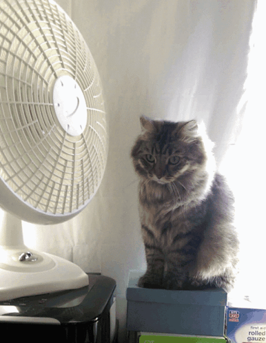 Cat Sitting on Box Near First Aid Gauze Fan