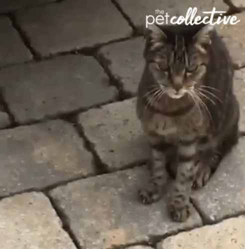 Cat Sitting on Brick Sidewalk