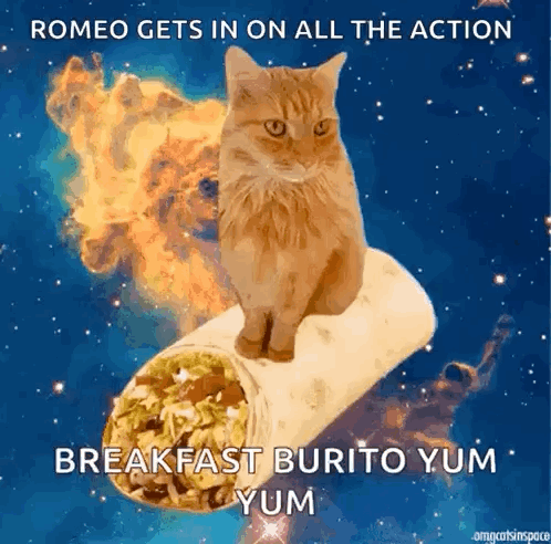 Cat Sitting On Burrito Romeo Gets In Action GIF