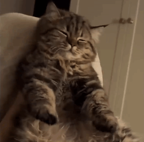 Cat Sitting on Chair Eyes Closed