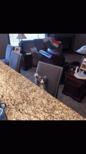 Cat Sitting On Chair Looking At Camera GIF