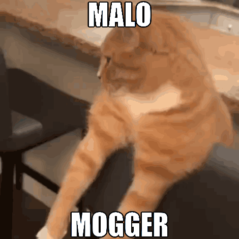 Cat Sitting on Chair Malo Mogger