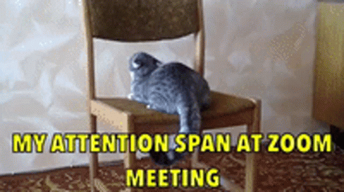 Cat Sitting On Chair My Attention Span At Zoom Meeting
